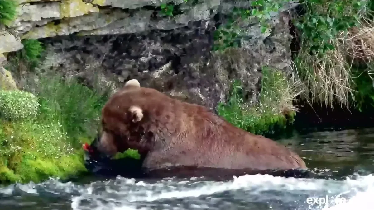 A heavy brown bear eating a salmon in the river at the base of a rock ledge