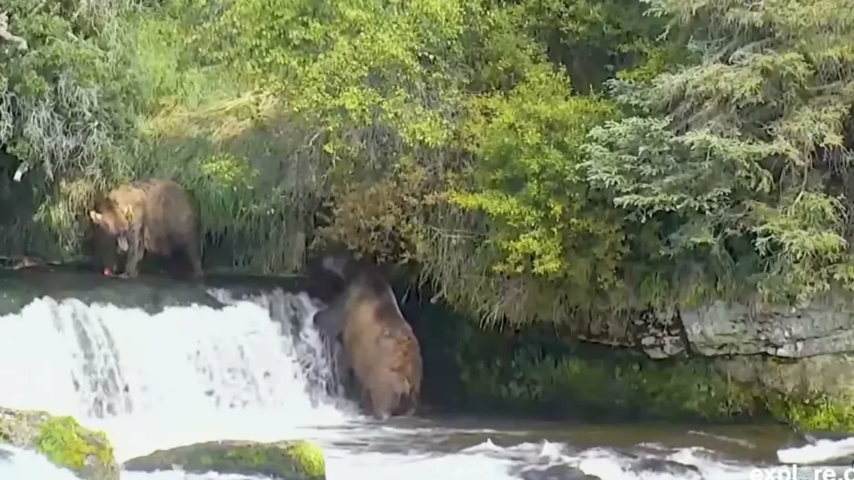 Two brown bears fishing at the lip and base of Brooks Falls