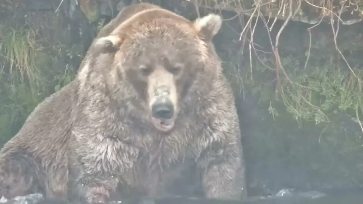 A large brown bear sitting in the water below Brooks Falls in Katmai National Park, facing the camera