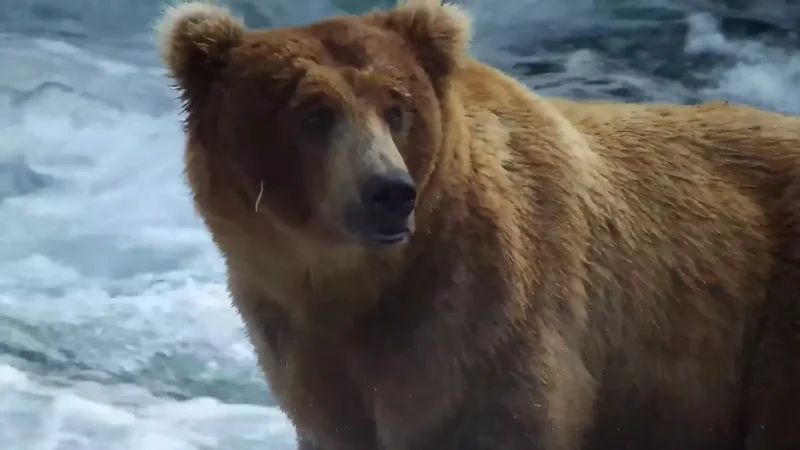 Close-up of Bear 164 Bucky Dent, a large brown bear, standing in the white water at Brooks Falls in Katmai National Park