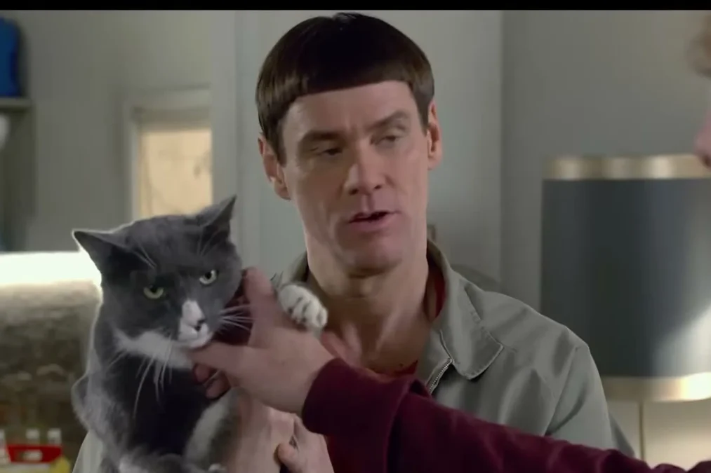 Jim Carrey as Lloyd Christmas in a gray jacket with a bowl haircut, holding a gray and white cat in Dumb and Dumber To